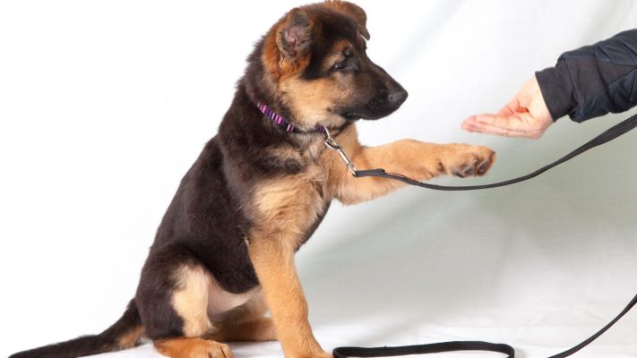 Common Mistakes to Avoid Dogs