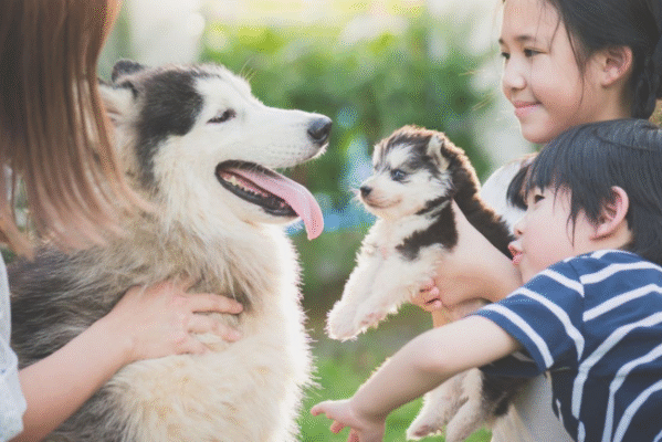 🐶 The Surprising Health Benefits of Having a Dog — For Mind and Body
